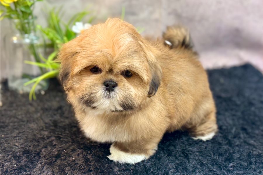 Shih Tzu