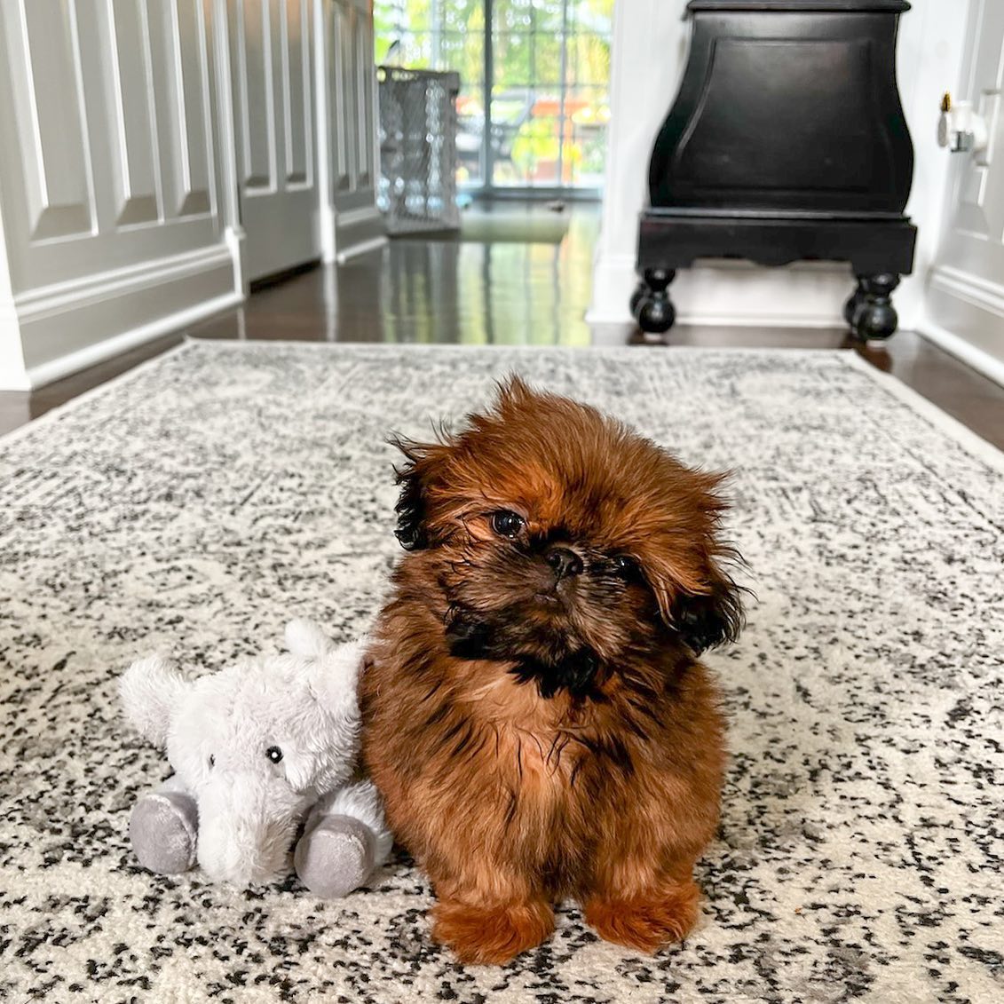 Chewy