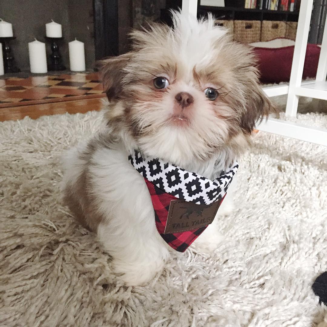 Stan