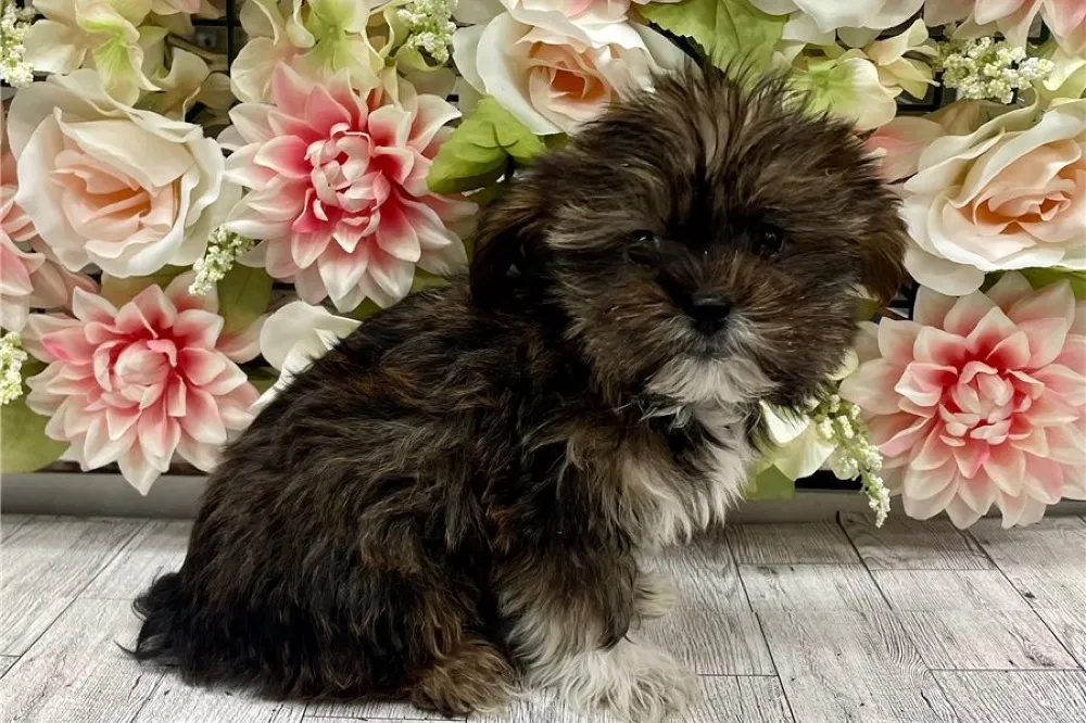 Shorkie