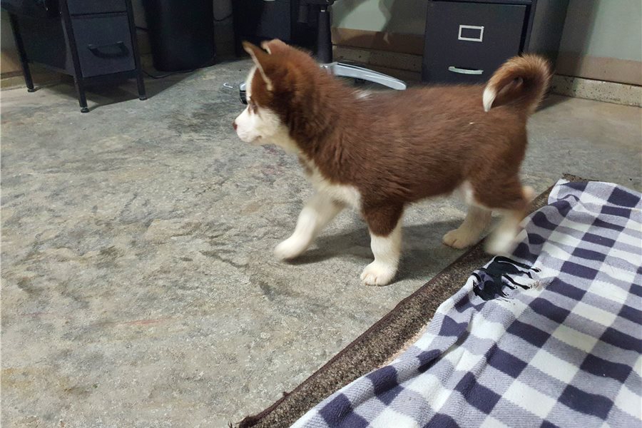 Siberian Husky