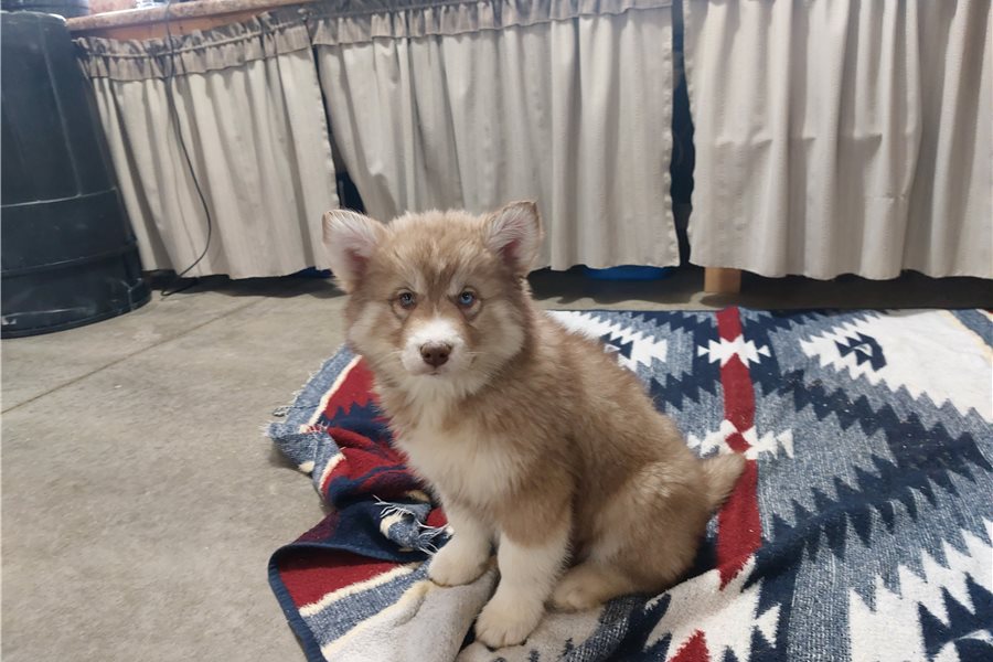 Daphne