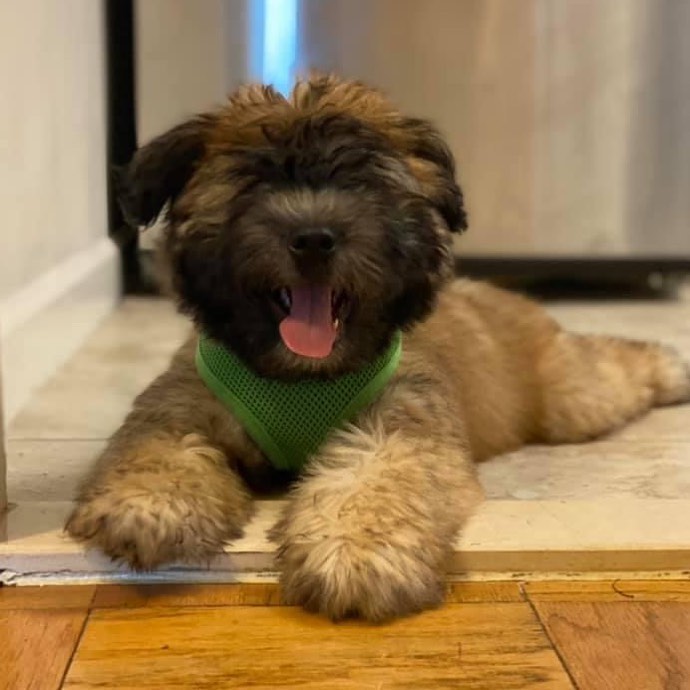 Soft Coated Wheaten Terrier