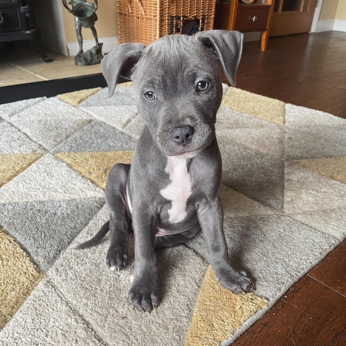 Staffordshire Bull Terrier