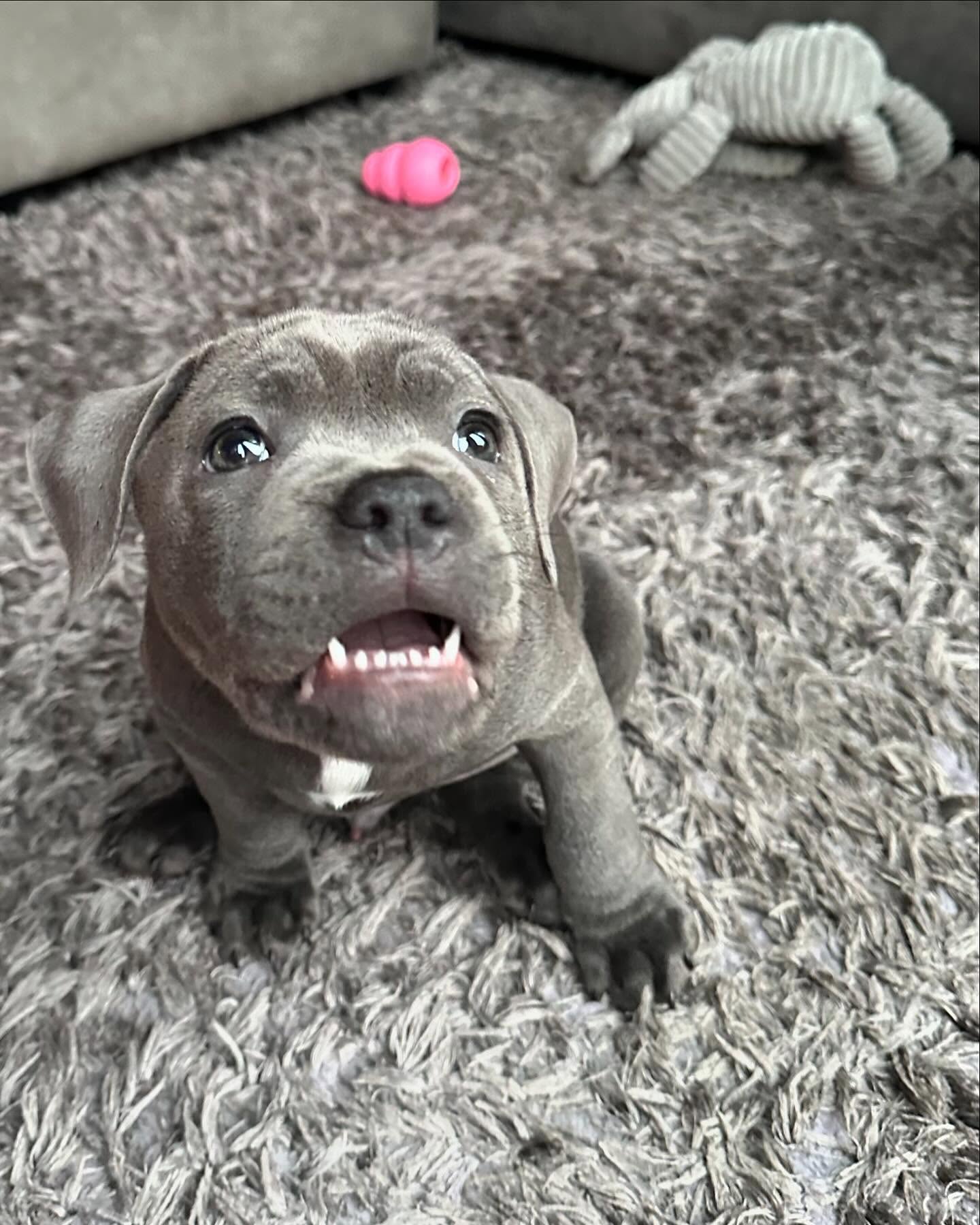 Zeus