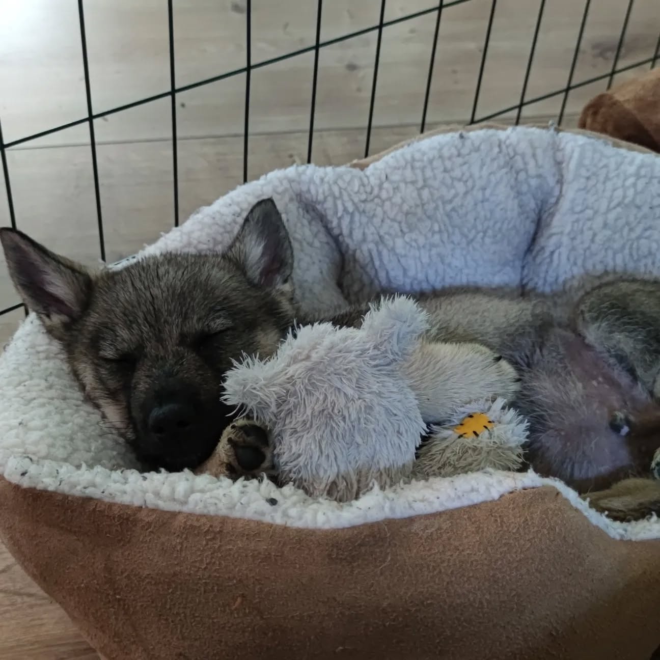 Schwedischer Vallhund