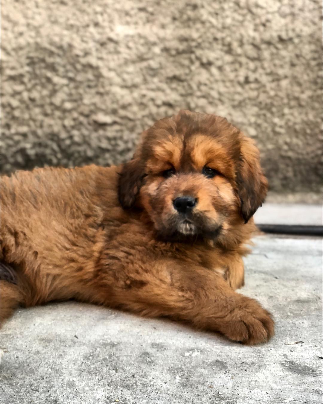 Tibetmastiff