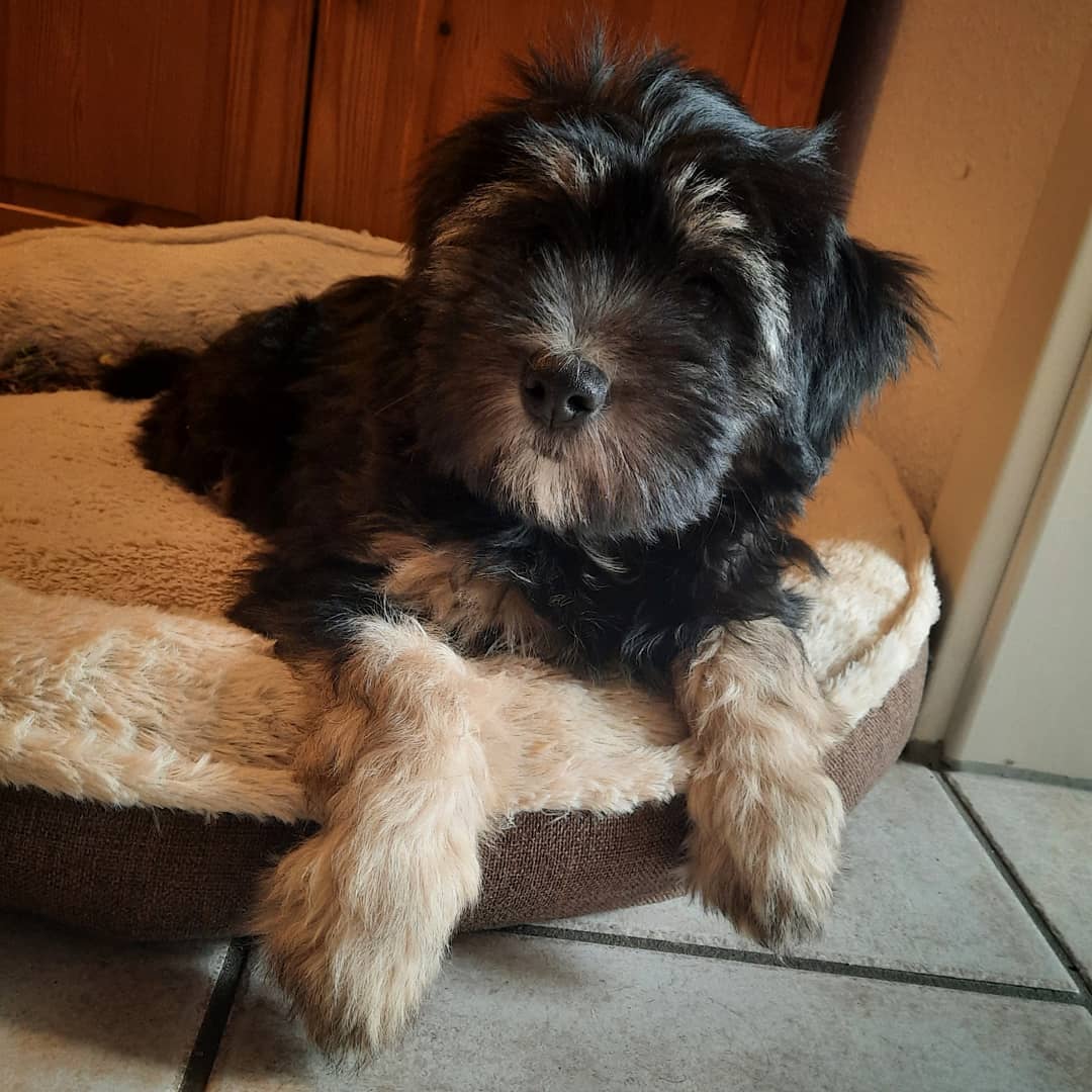 Tibet Terrier