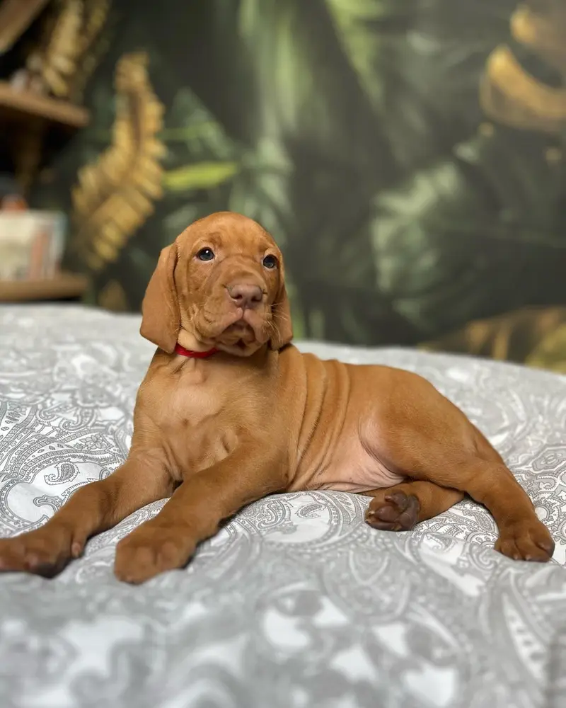 Vizsla