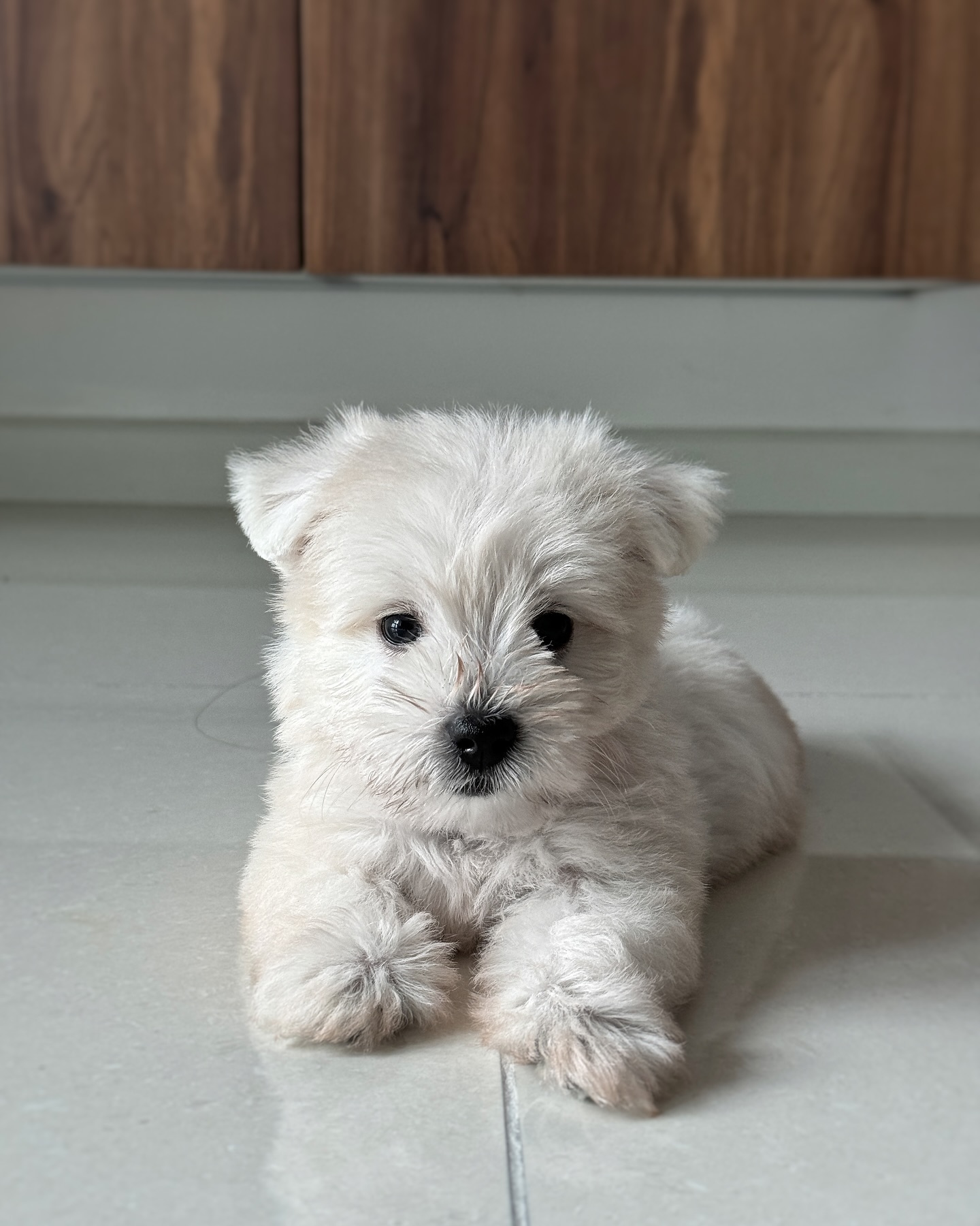 West Highland White Terrier