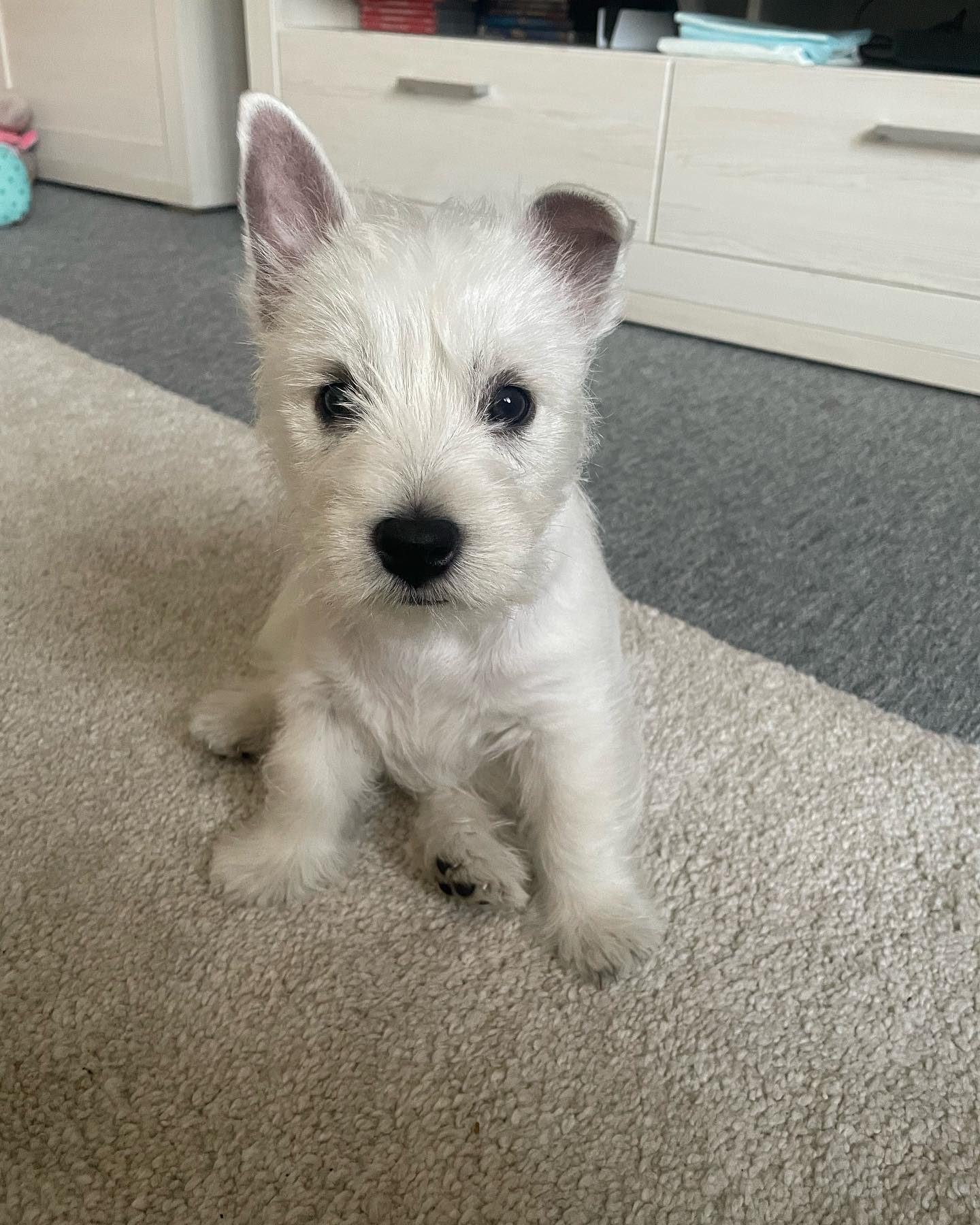 Nala