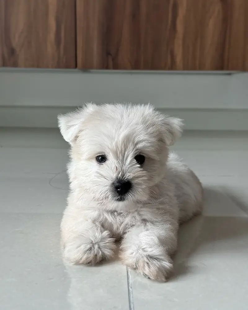 West Highland White Terrier