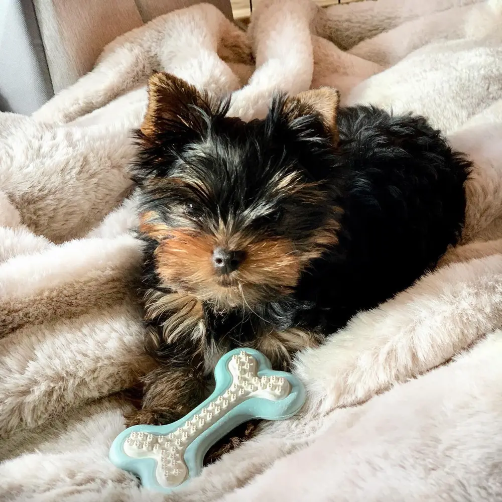 Yorkshire Terrier